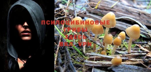 PSILOCYBIN Алексеевка