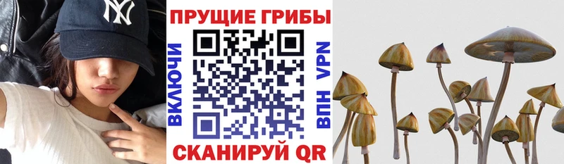 что такое наркотик  Всеволожск  omg рабочий сайт  Псилоцибиновые грибы Psilocybe 